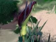 Arum palaestinium (Black Calla)